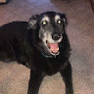 Meet your Posher, Sherrie